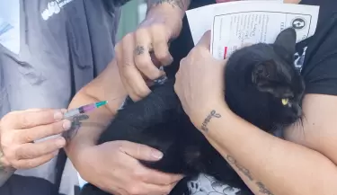 vacunacion mascotas maipu