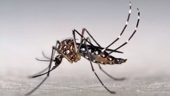 foto-aedes-700x394