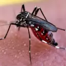 Atención: se confirmó el primer caso de dengue importado en Mendoza