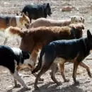 Perros abandonados y frío polar en Mendoza: el llamado urgente al Gobierno para actuar