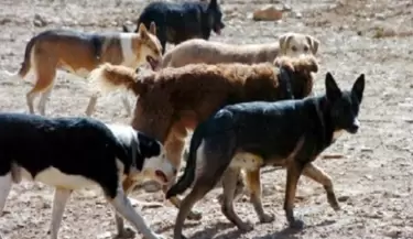 perros-cimarrones-no-son-asesinos-vuelven-a-despertar-su-instinto-primario-de-su
