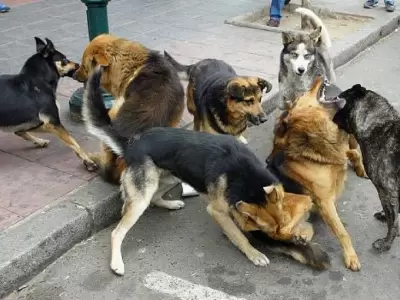 perros urbanos