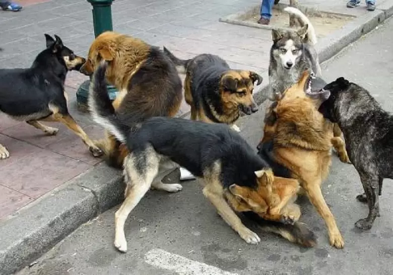 perros urbanos