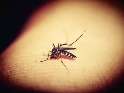 El Aedes aegypti, el mosquito que transmite el dengue.
