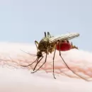 Detectan el primer caso de dengue autctono en San Luis