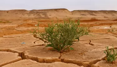 desierto cambio climatico