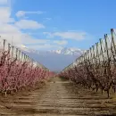 Fuerte crecimiento de la superficie sembrada con hortalizas de invierno en Mendoza