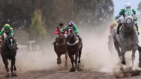 turf hipodromo de mendoza