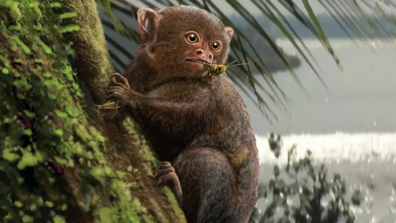 ashaninkacebus-primate
