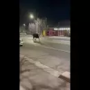 (Video) Sorpresa en Maip por un toro suelto en plena calle