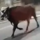 Apareci la vaca cachuda pero se escap nuevamente: la buscan hasta con drones