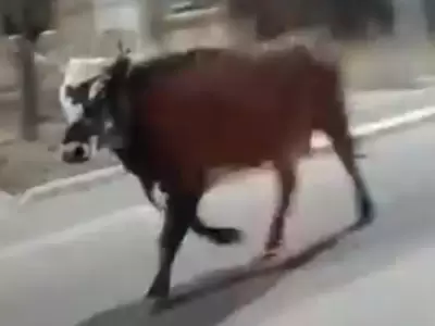 Vaca Cachuda