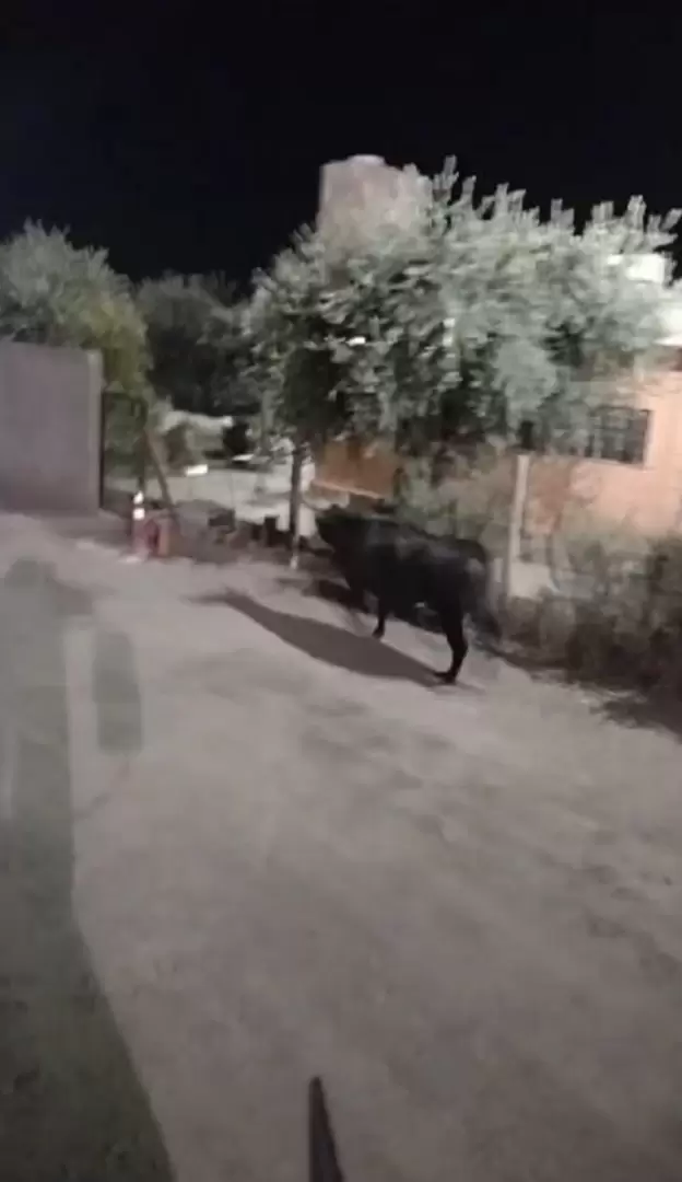vaca cachuda