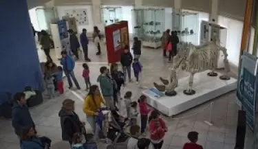 rinoceronte blanco