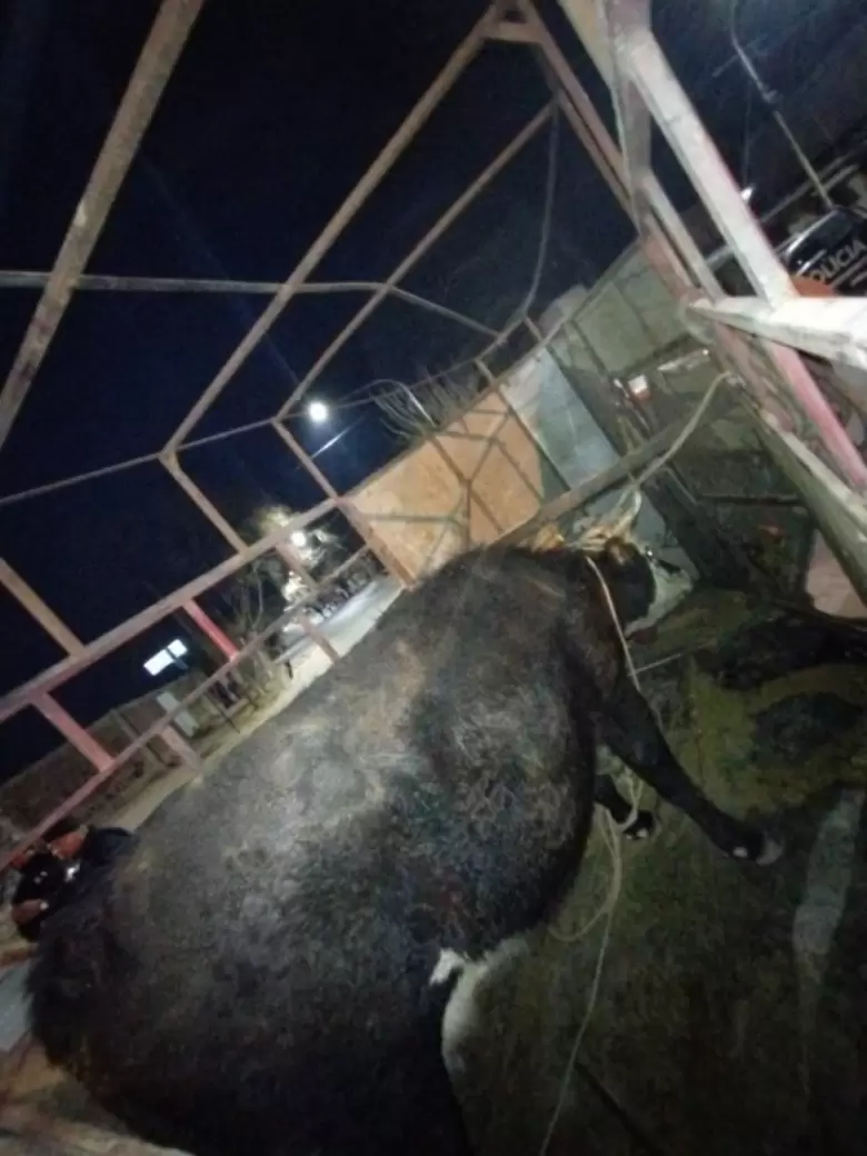 vaca cachuda