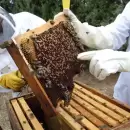 Mendoza se ubica sexta en el ranking de producci�n de miel en Argentina
