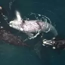 Advierten que las ballenas y los delfines padecen el cambio clim�tico y la caza