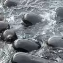 Mueren 51 ballenas piloto varadas en una playa del oeste de Australia