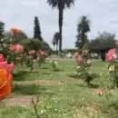 Los rosales del Parque sern parte de un regalo especial este fin de semana