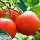 Aument la superficie cultivada con tomate en Mendoza