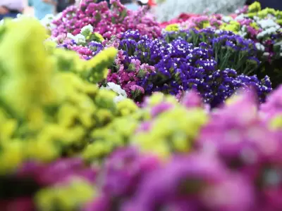maipu mercado de flores