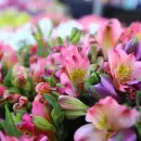 Se viene un singular y atractivo mercado de venta de flores y plantas