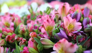maipu mercado de flores