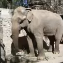 Tamy, el ltimo elefante del Ecoparque, se prepara para emigrar a Brasil