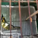 Condena al tr�fico ilegal de aves