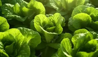 Lechuga