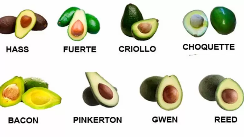 tipos de paltas