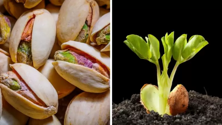 pistachos