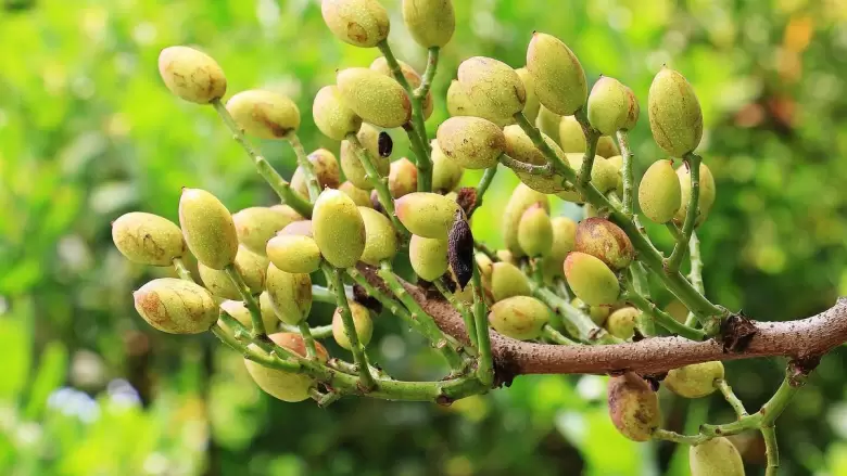 pistachos