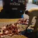 Cinco detenidos en el Valle de Uco con animales muertos