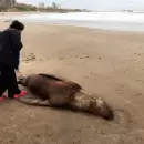 Al menos 25 lobos marinos murieron por gripe aviar en playas de Mar del Plata
