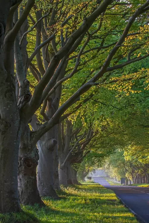 dia del arbol 2