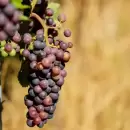 Estos son los cuatro importantes beneficios que obtenemos al consumir uvas