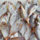Comer pescado en Semana Santa, un lujo: subas de hasta el 180%