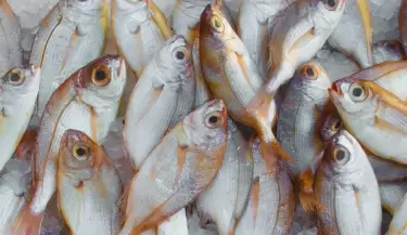 Pescado