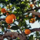 Gracias a estos beneficios, los expertos recomiendan consumir naranjas