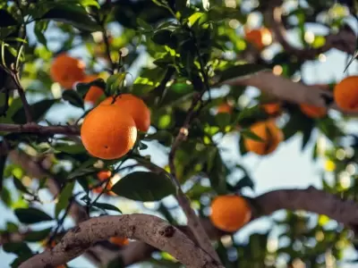 Árbol de naranja