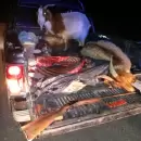 Detuvieron a personas que llevaban cabras vivas, carne y armas en su camioneta