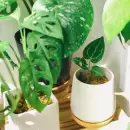 Estas son las plantas que debés tener para oxigenar y eliminar malos olores en tu hogar