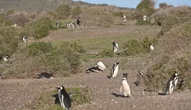 pinguinos