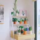 Las plantas que necesitas en tu dormitorio: belleza, salud y armona