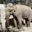 Destinaron 4,5 millones de pesos para entrenar a la elefante Tamy, que ser enviada a Brasil