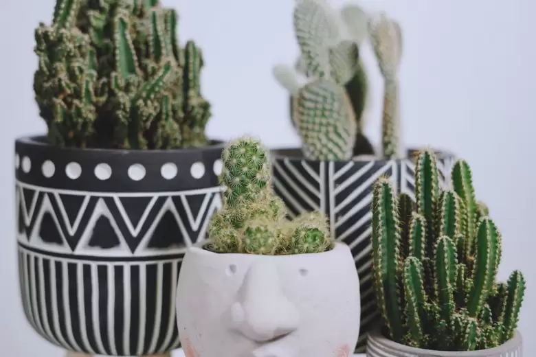 Cactus