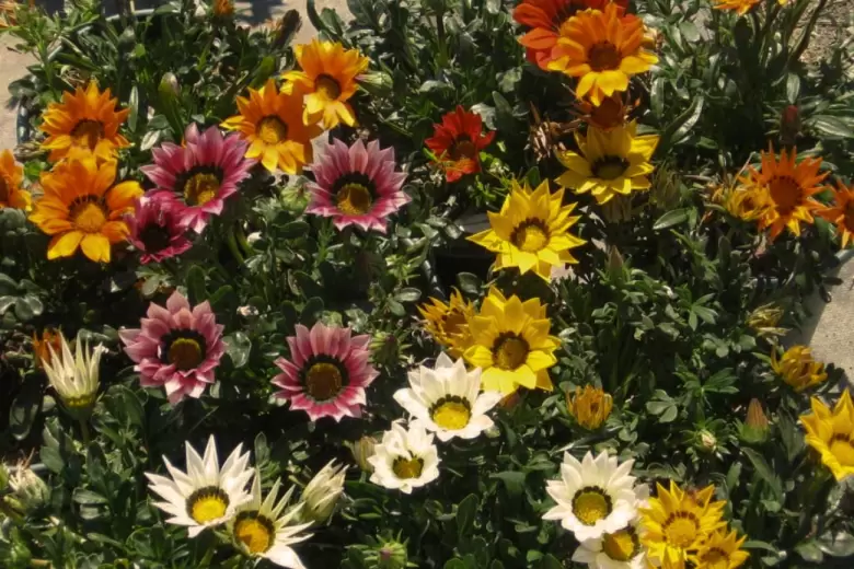 Gazania