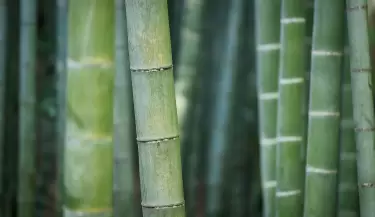bambu