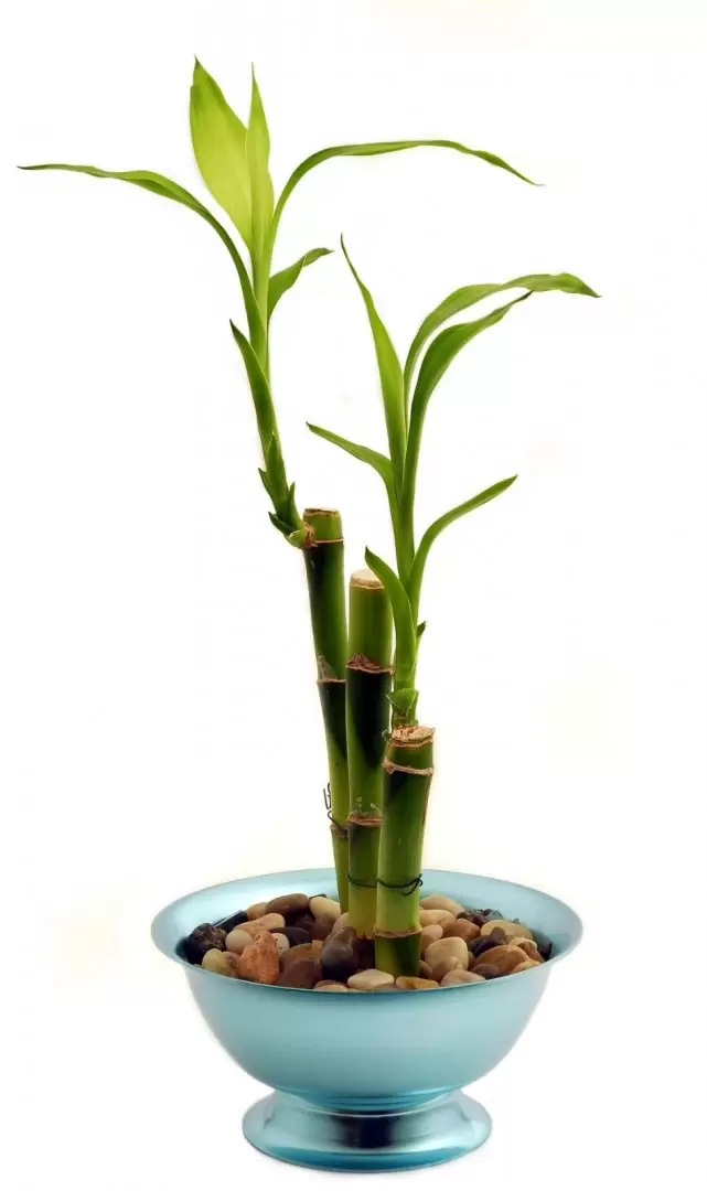 bambu de la suerte